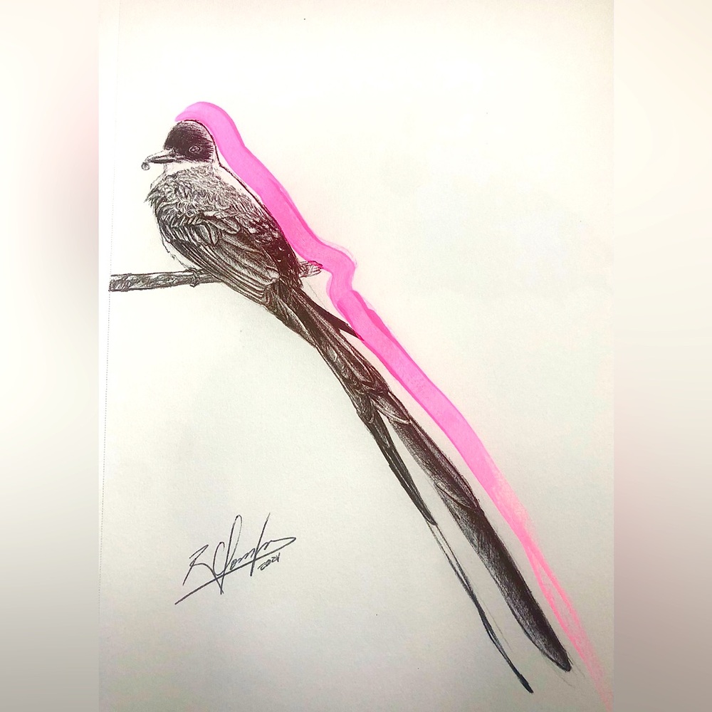 Earwig bird